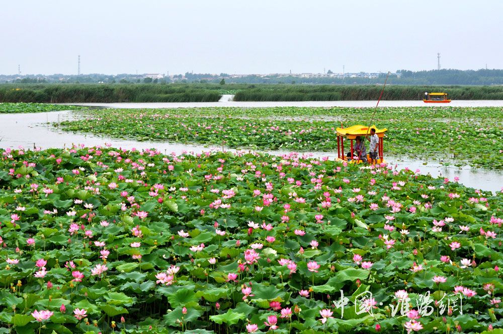 東湖風(fēng)荷